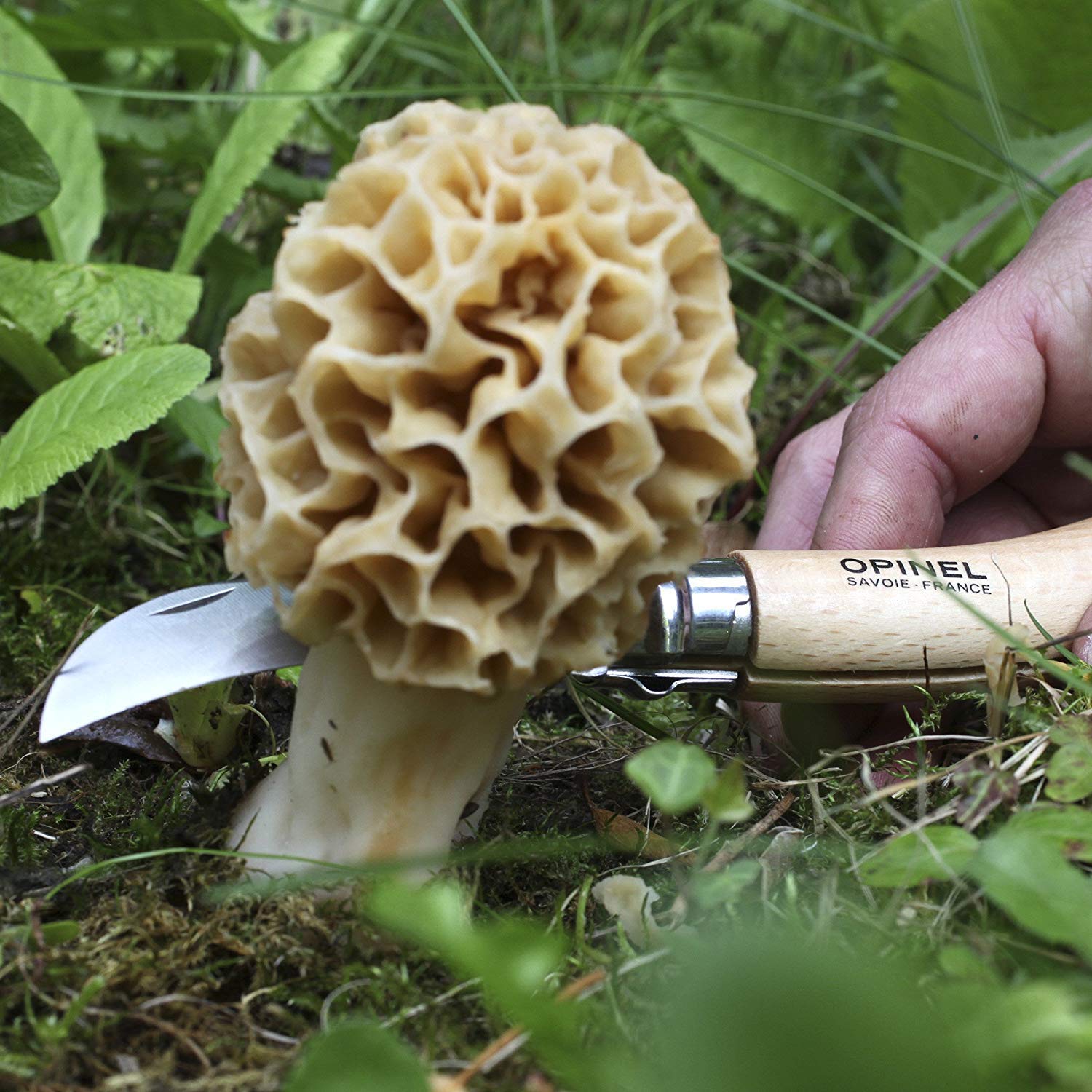 opinel-n-08-champignon-couteau-champignons-lame-inox-8-cm-manche-ch-ne-brosse-po image 7