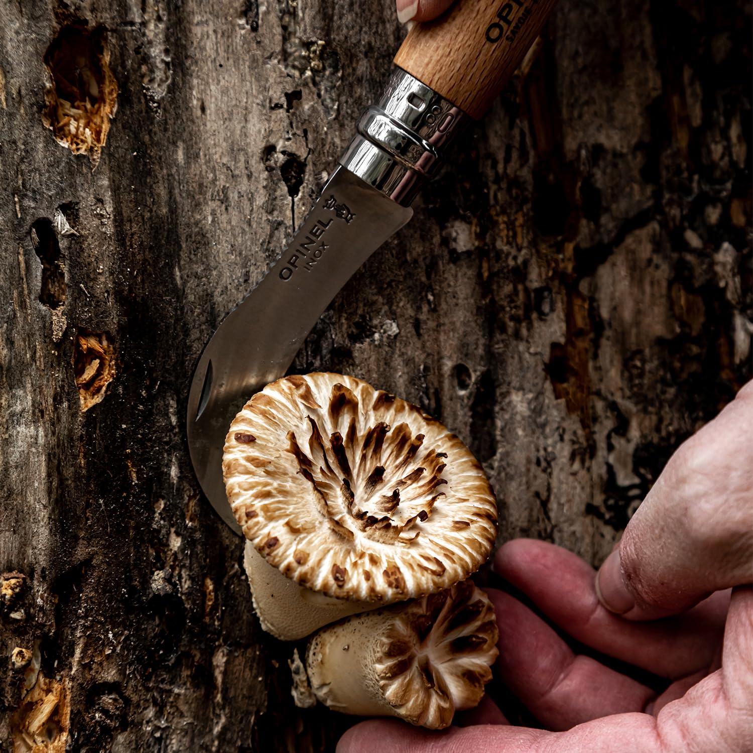 opinel-n-08-champignon-couteau-champignons-lame-inox-8-cm-manche-ch-ne-brosse-po image 3