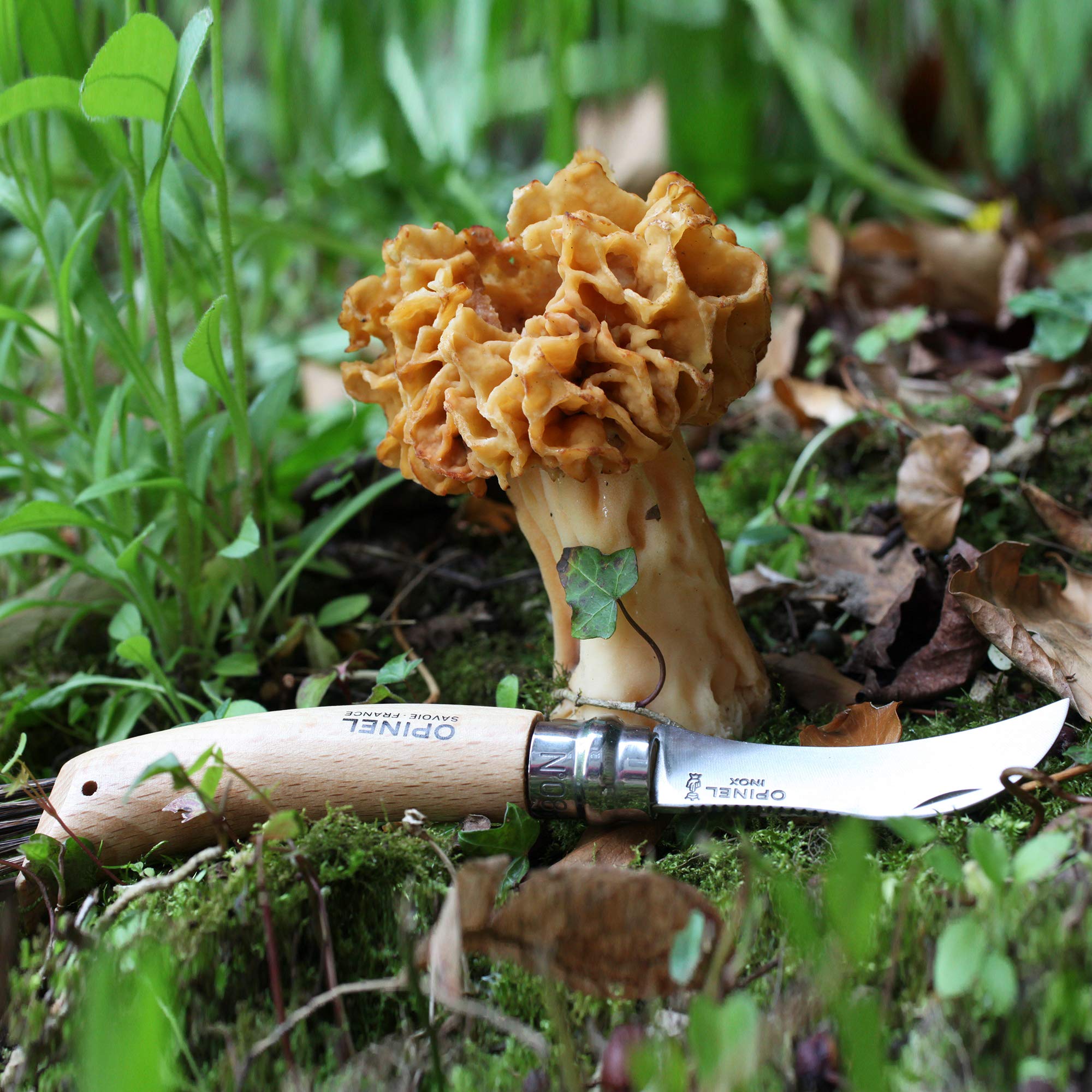 opinel-couteau-champignons-n-08-lame-crant-e-8-cm-avec-brosse-soies-de-sanglier- image 5