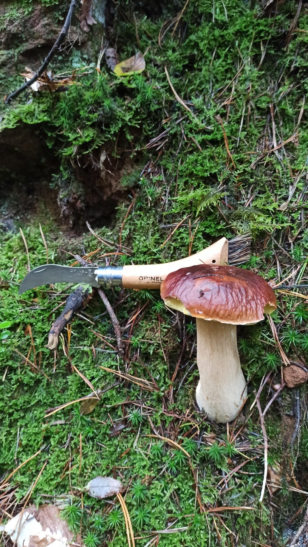 L'outil parfait du cueilleur